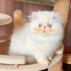 CFA lines Exotic Longhair Persian imported parents