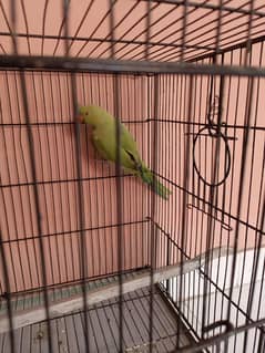 parrot