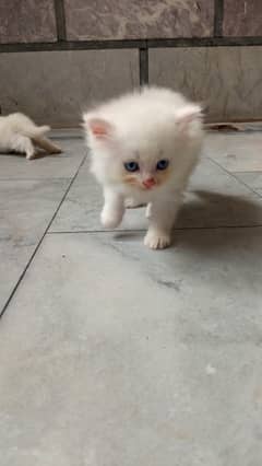 Persian