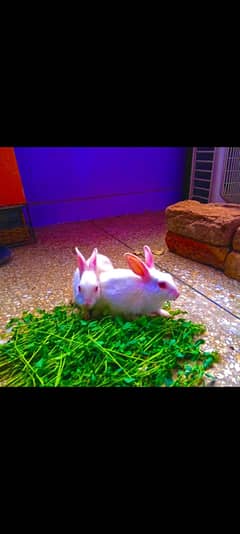 high quality white rabbits