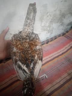 home breed patha for sale 03362077192