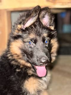 German