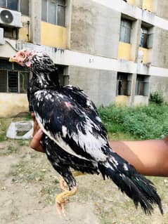 Lasani Cheeni Aseel For Sale