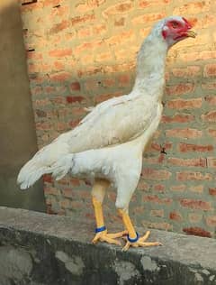 Quality White O Shamo Madi Egg Laying