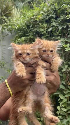 GINGER KITTEN PAIR MALE FEMALE | CAT | GOLDEN