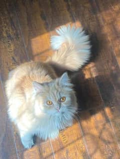 Persian cat for sale Brownish color