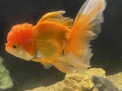 Goldfish, Betta, Koi, Shark