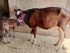 cow pure ferzion 03075393493