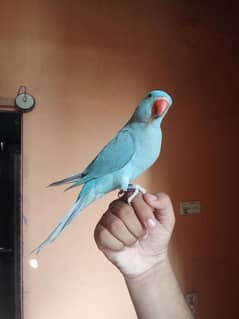 color ring neck