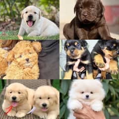 Doberman Labrador SHIHTZU husky chihuahua Maltese pug maltipoo pom