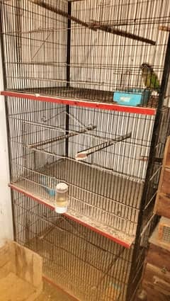 all setup, cages boxes,albino,cocktail,and aseel chiks