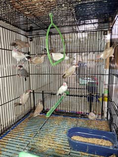 Fawn java ,Grey java and albino red eye java chicks and adults