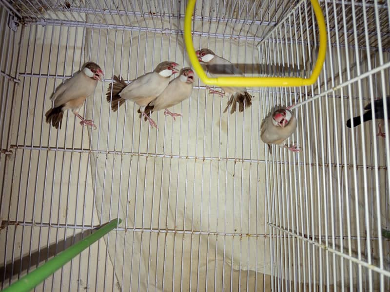 Fawn java ,Grey java and albino red eye java chicks and adults 2