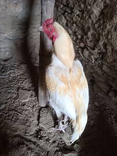 white aseel