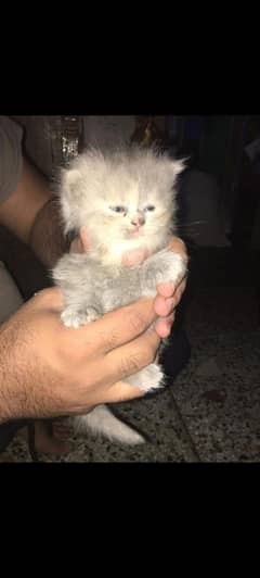 Persion kittens for sale