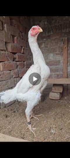 shamo