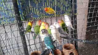 lover bird for sale 5 pears 1 pears dosra hy
