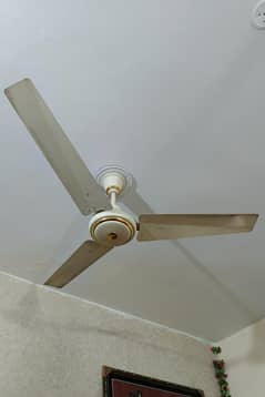 ceiling fans