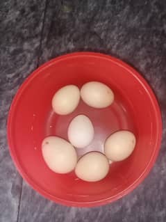 shamo x blue thai eggs for sale fartility 1000% granty k sath