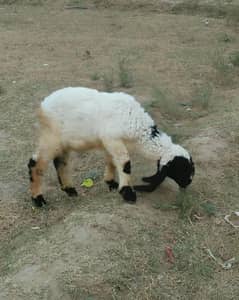 chatra male kid 03211431928