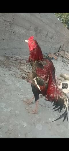aseel