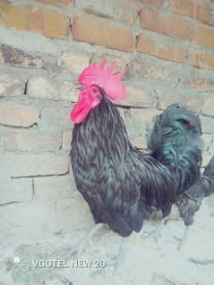 Pair of Full size Australorp male + Adeel cross female egg laying