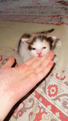 Double Coated Female Persian Kitten 25 days old