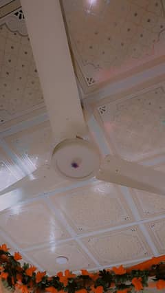 celling fan