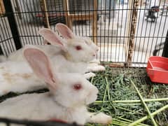 white rabbits