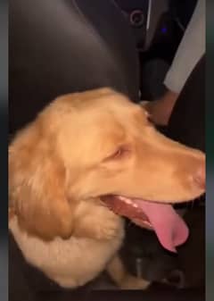 Golden retriever