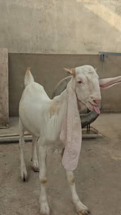 Khasi Gulabi Bakra
