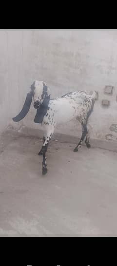 betal goat