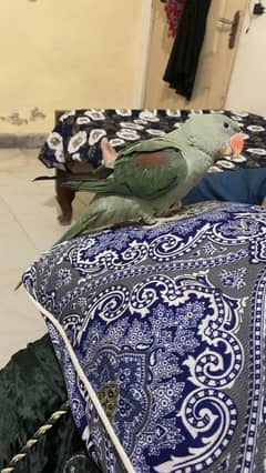 Raw Parrot For Sell Full Healthy And Active 03230449471 Whatsapp