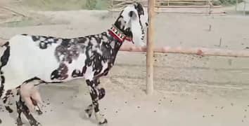 desi bakri 2 bacchon ke sath for sale 03440867818