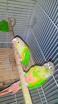 Pineapple/ green chick pair and pathhay