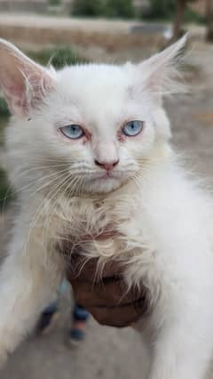 kitten with blue eyes for sale