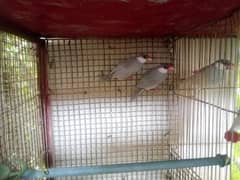Silver Java Breeder Pairs Available