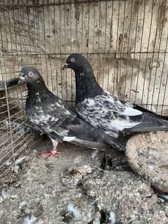 Pigeon