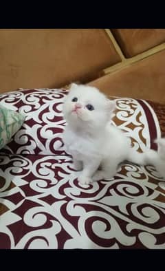 Persian kitten for urgent saleMy Whatsapp number 03436572597