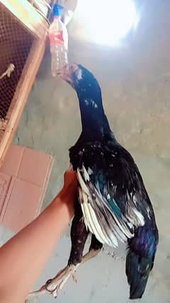 bahut