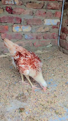 Beautiful and young chicks age 4 months