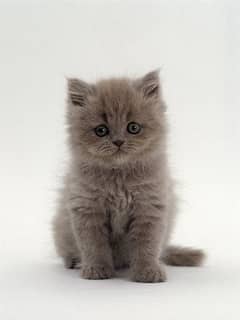 Persian cat kittens triple coat