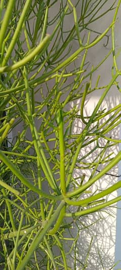 Pencil Cactus plant, for sale.