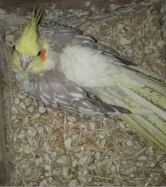 cockatiel