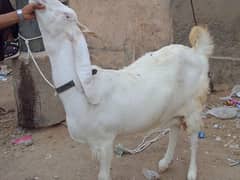 Gulabi Bakri 8 dantt
