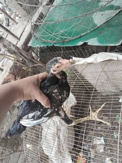 import aseel bengum /aseel Thai /aseel pokay import breed