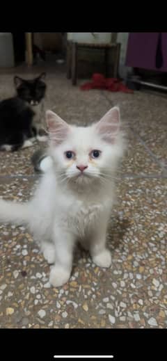 Doll faced persian cat
