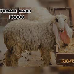 kajli