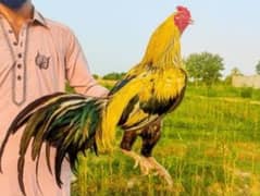 Aseel Hens,Chicks,Eggs For Sale In Multan