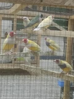 Yellow Gouldian Paris